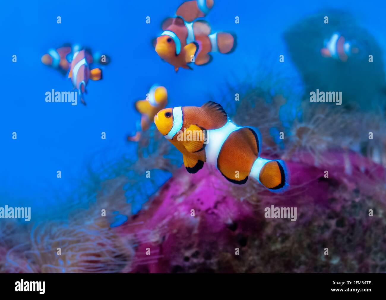 Ocellaris clownfish among the tentacles of a anemone. Tropical fish in the coral reef. Macro Stock Photo