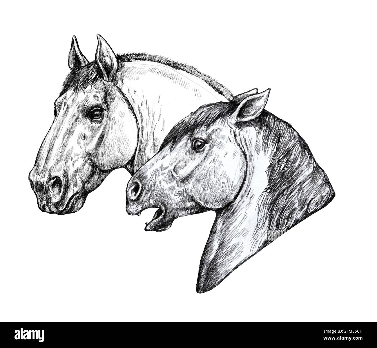 Beautiful horses. Pencil portrait of a horse. Equine drawing. Stock Photo