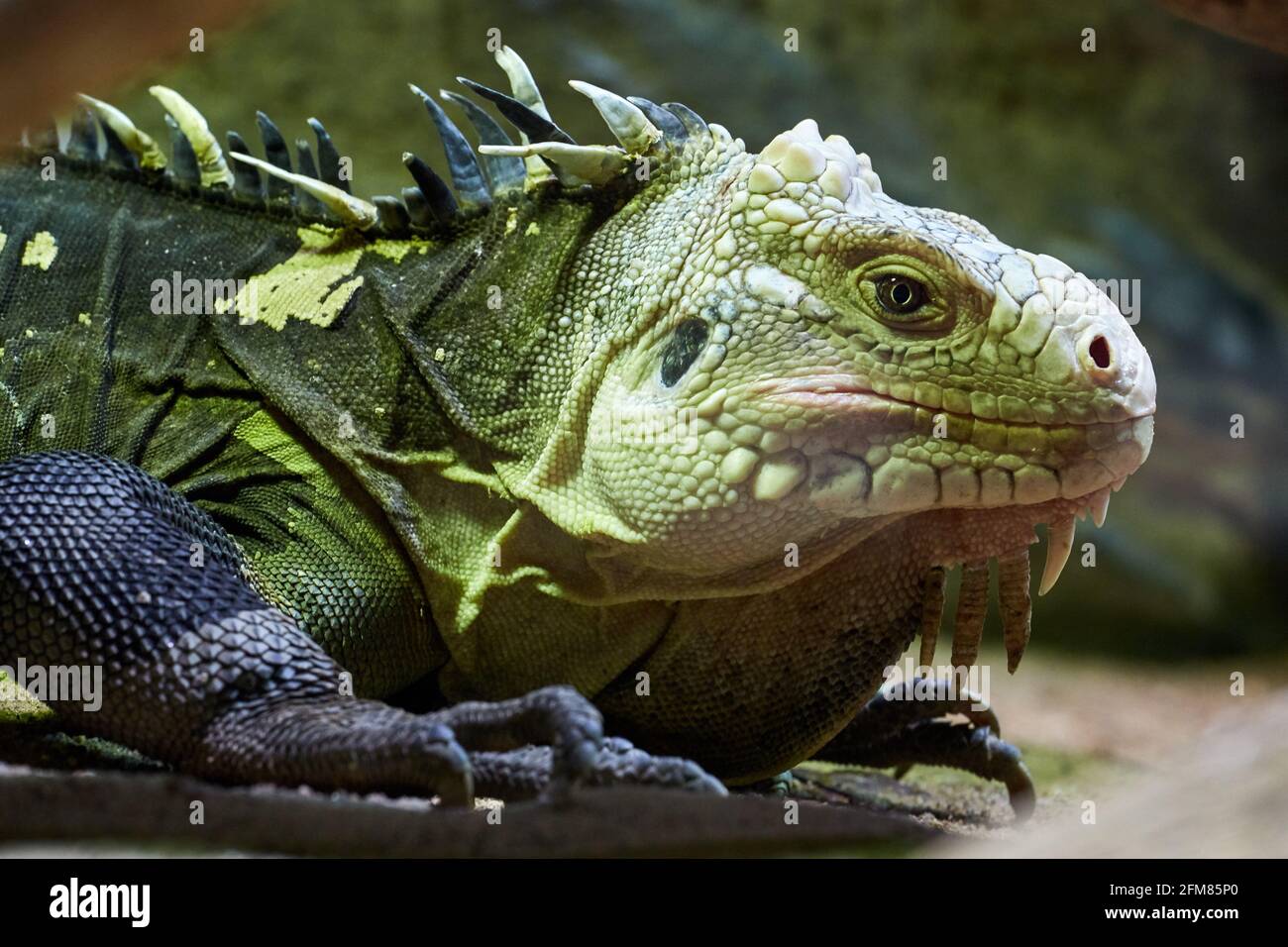 CZECH REP., ZOO PRAHA - JUN 11, 2020: Lesser Antillean iguana (Iguana delicatissima), Lesser Antillean green iguana, West Indian iguana. Czech: Leguan Stock Photo