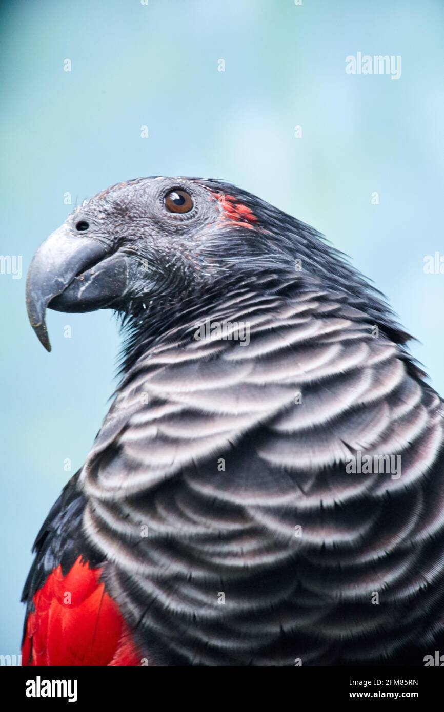 CZECH REP., ZOO PRAHA - JUN 11, 2020: Pesquet's parrot (Psittrichas fulgidus) also know as the Dracula parrot, the vulturine parrot. Czech: Tricha orl Stock Photo