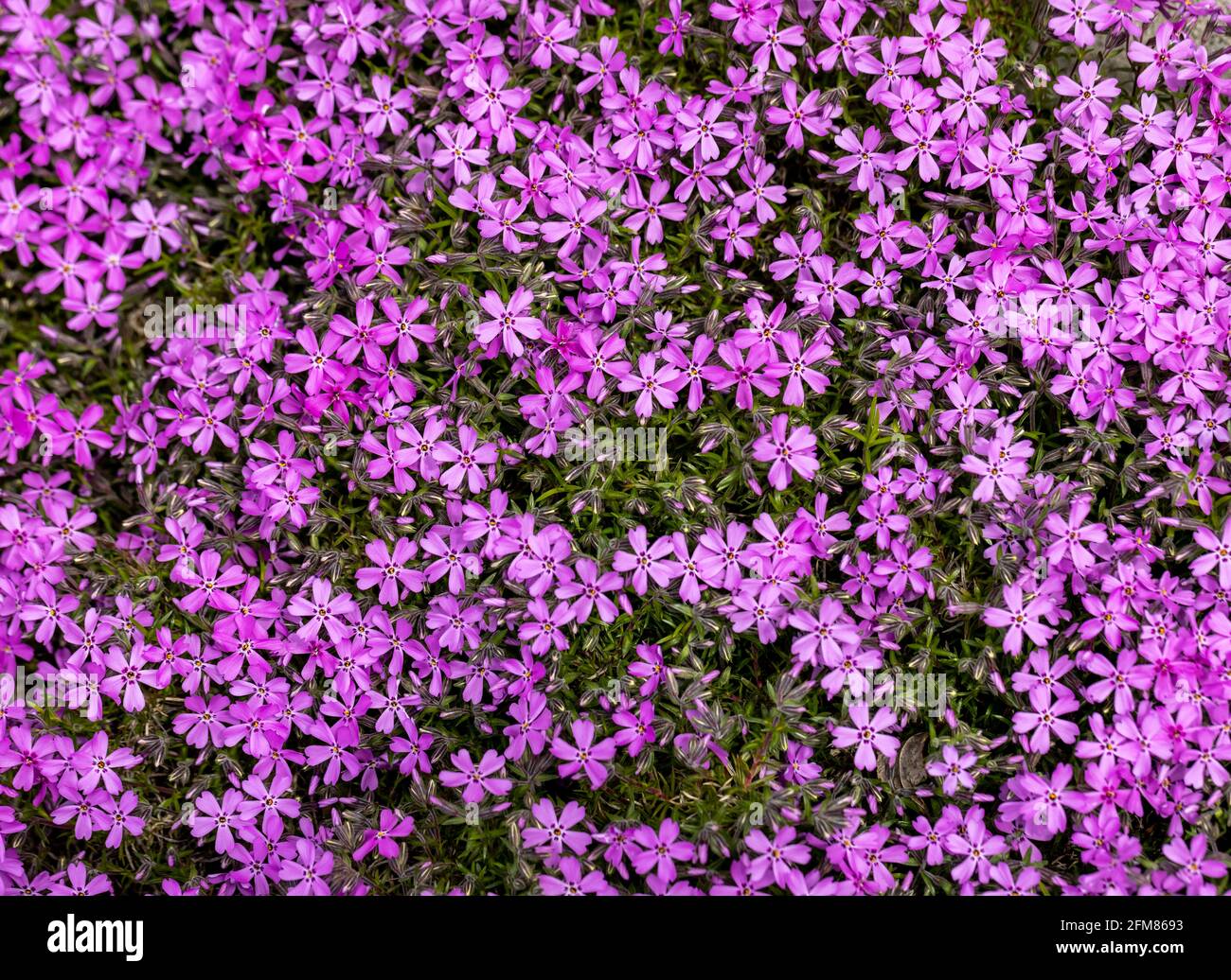 lilac aubrieta deltoidea flowers in the summer garden. Stock Photo