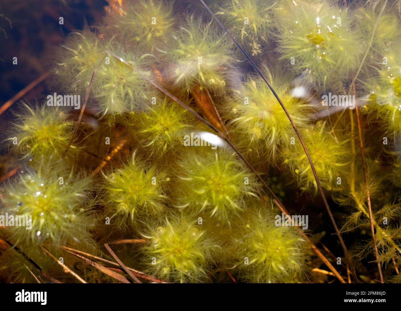 Sphagnum cuspidatum, the feathery bogmoss, toothed sphagnum, or toothed peat moss underwater image in Kemeru National Park Latvia Stock Photo