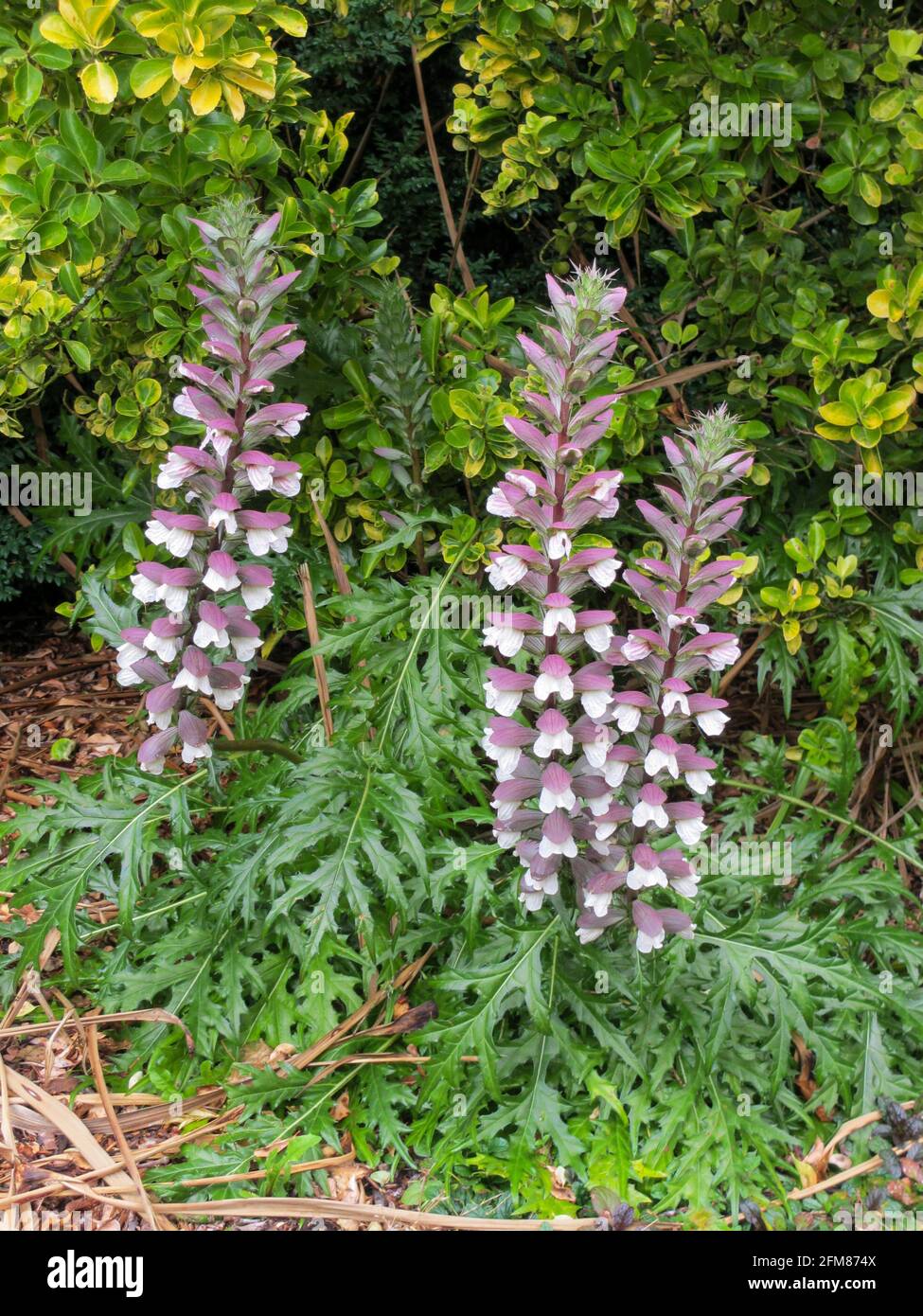 Prickly Acanthus (Acanthis spinosus) Stock Photo