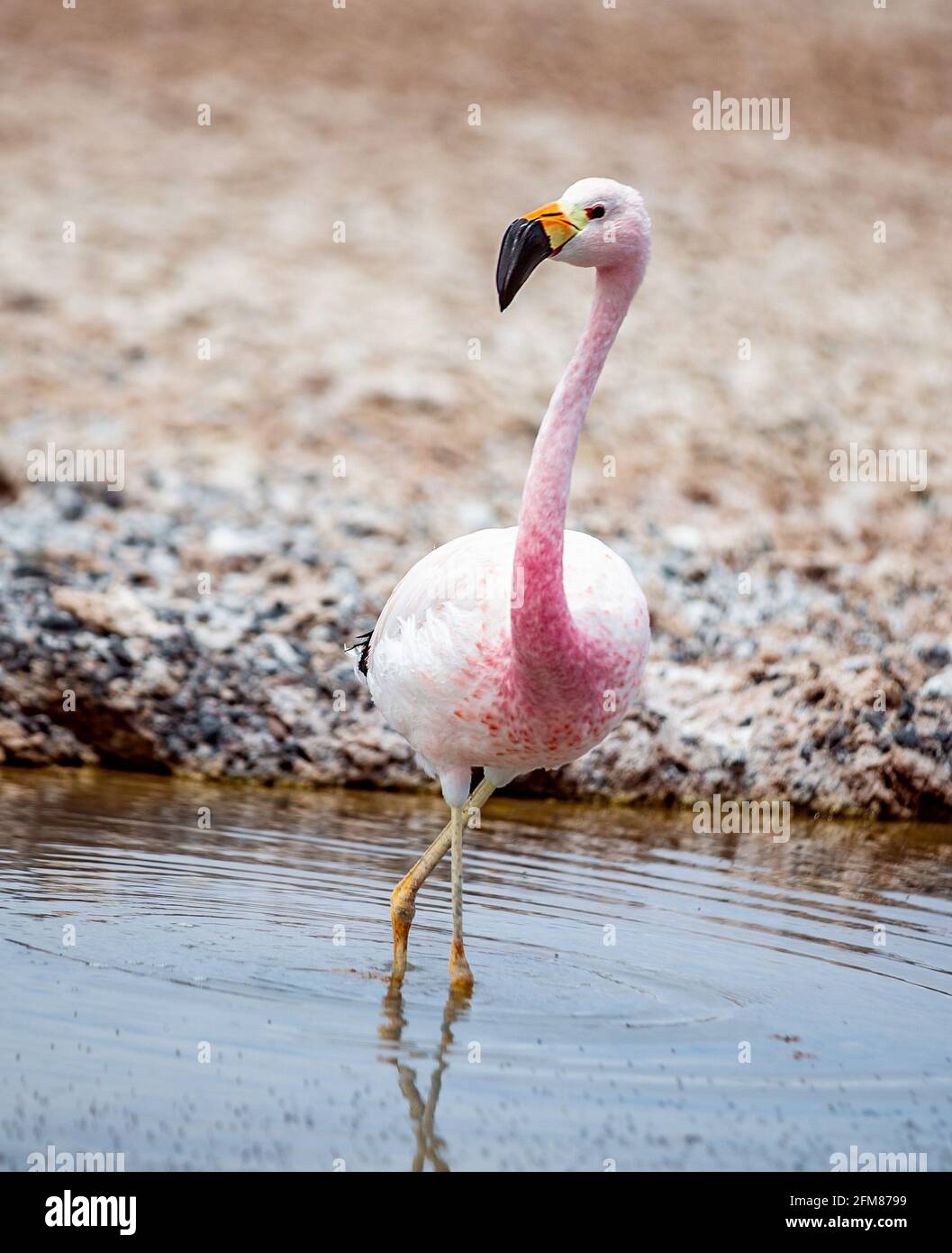 Der Lebensraum der Flamingos ist durch den Lithiumabbau der Firma SQM stark eingeschränkt Tatort Erde  Lithium Felder in Stock Photo