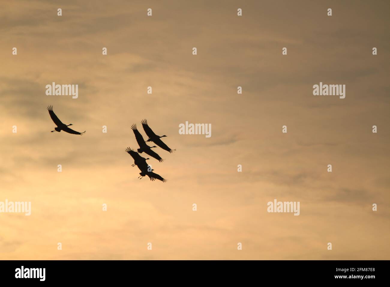silhouette of a flock of cranes flying with sunset sky in the ...