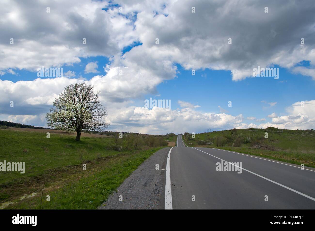 A single tree  standing on a road and field. It is a beautiful day in spring and the branches of the tree stand out against the cloudy sky. Stock Photo