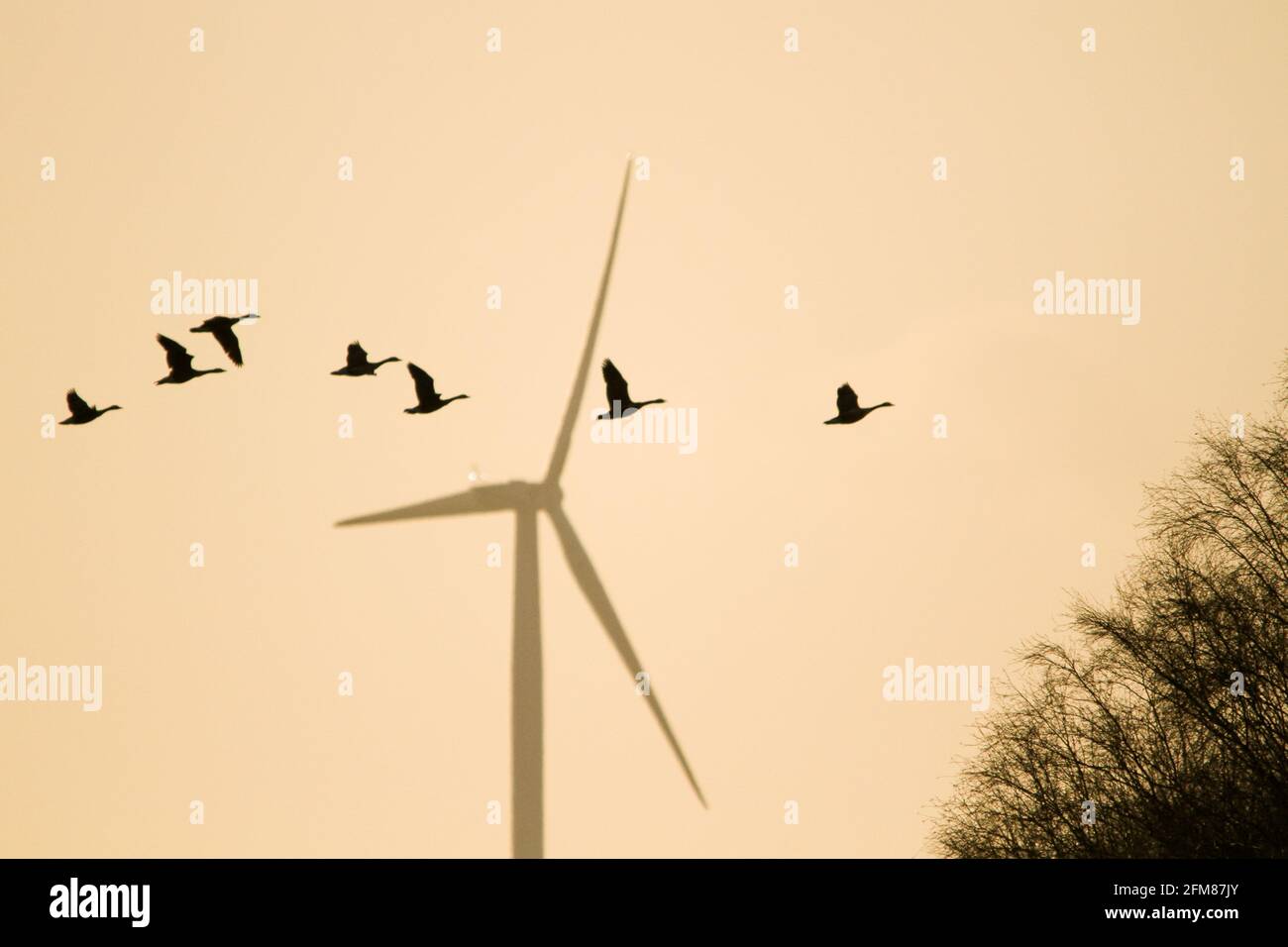 silhouette of a flock of birds with a wind turbine in the background symbolizing conflict with the avifauna Stock Photo