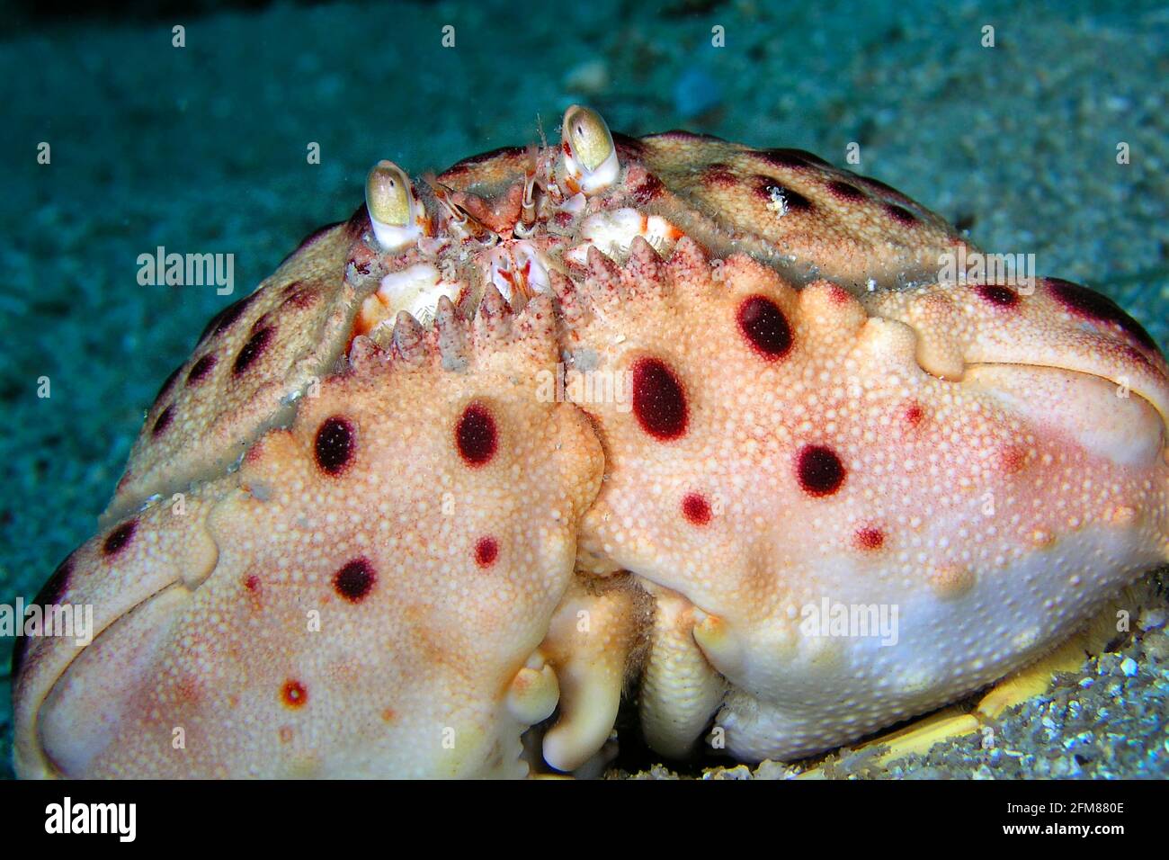 Royal Crab, Calappa granulata, Cabo Cope Puntas del Calnegre Natural Park, Mediterranean Sea, Murcia, Spain, Europe Stock Photo