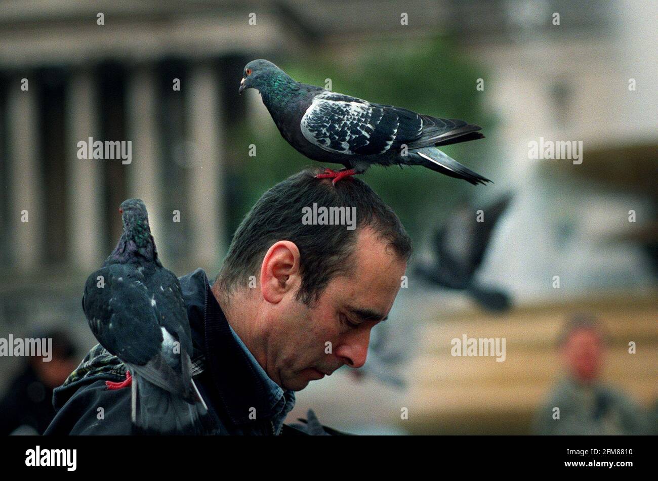 Save The Pigeon, Demonstration in Trafalgar Square, Oct 2000Pigeons on a mans head and shoulder. Stock Photo