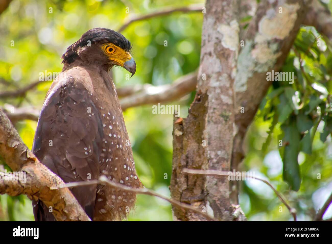 Serpent eagle habitat hi-res stock photography and images - Alamy