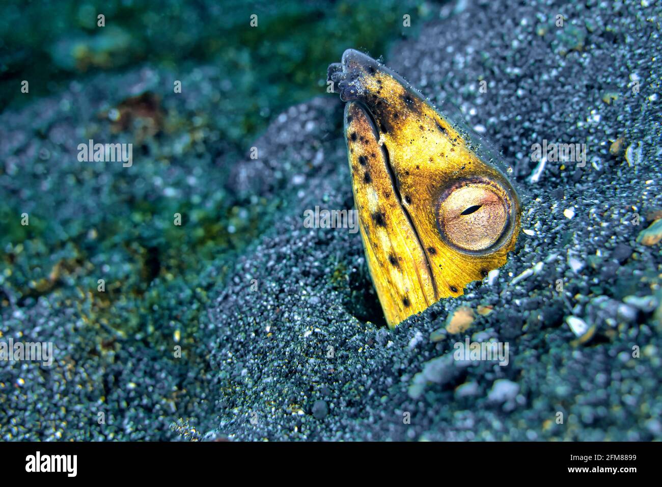 Black-finned Snake Eel, Ophichthus melanochir, Lembeh, North Sulawesi ...