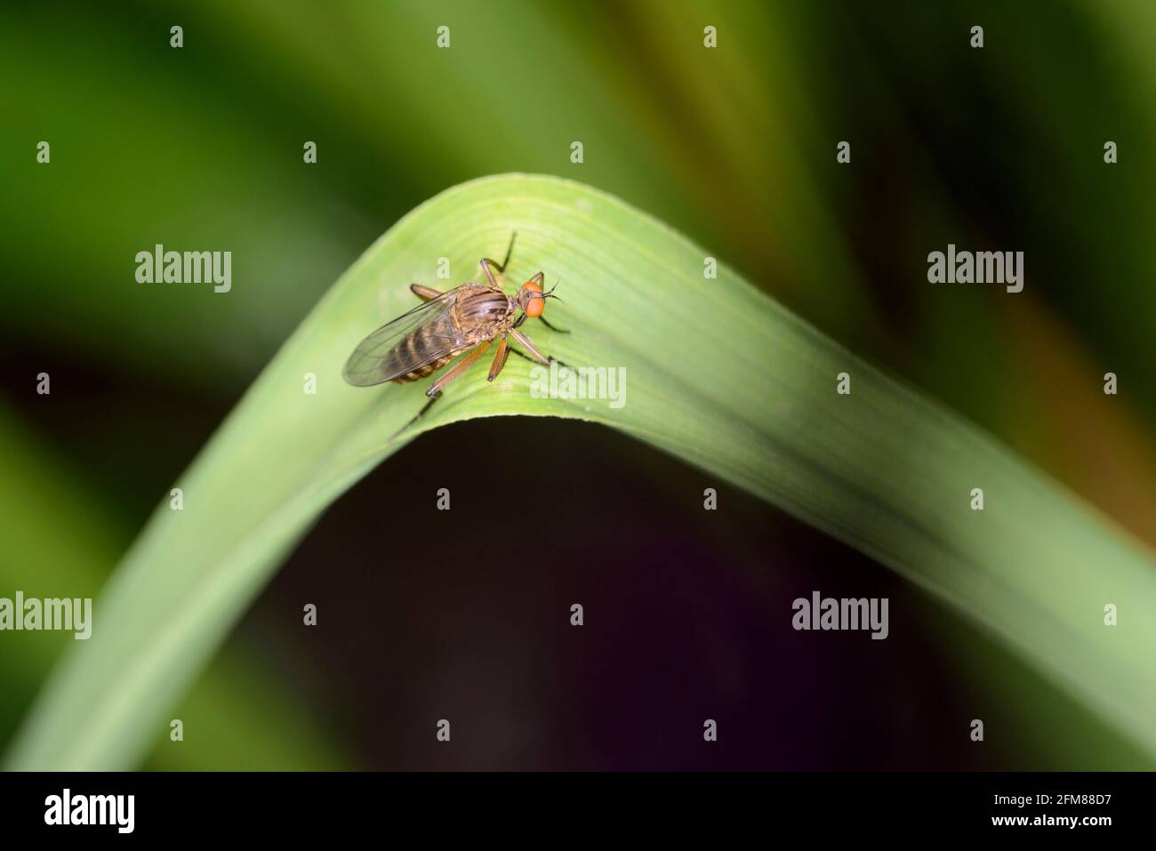 empis-livida-is-a-species-of-dance-fly-in-the-fly-family-empididae