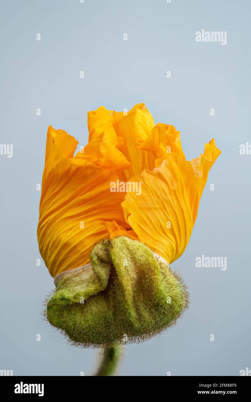 Floral fine art still life color macro of a single isolated hatching young orange satin silk poppy blossom about to open on bright blue background Stock Photo