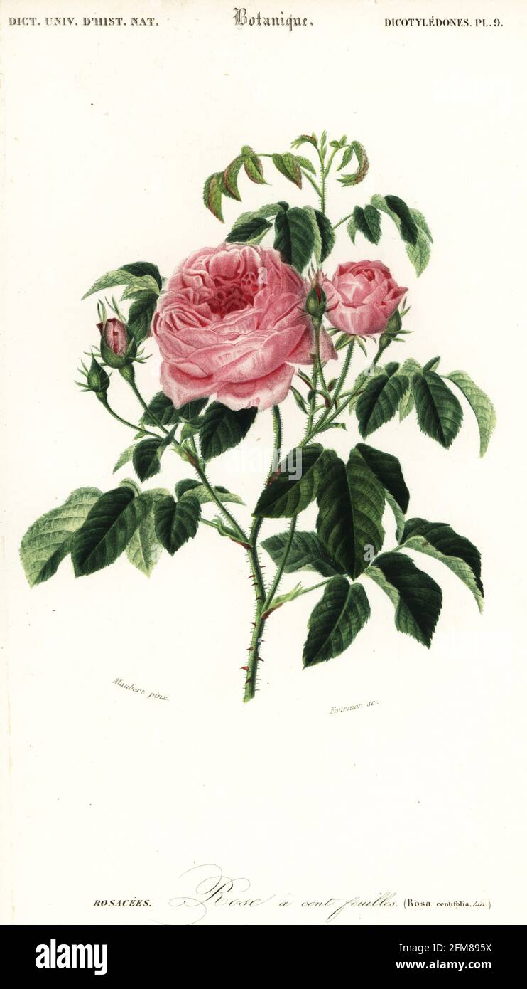 Provence rose, cabbage rose or Rose de Mai, Rosa x centifolia. Rose a cent feuilles. Handcoloured steel engraving by Felicie Fournier after an illustration by Louis Joseph Edouard Maubert from Charles d'Orbigny's Dictionnaire Universel d'Histoire Naturelle (Universal Dictionary of Natural History), Paris, 1849. Stock Photo