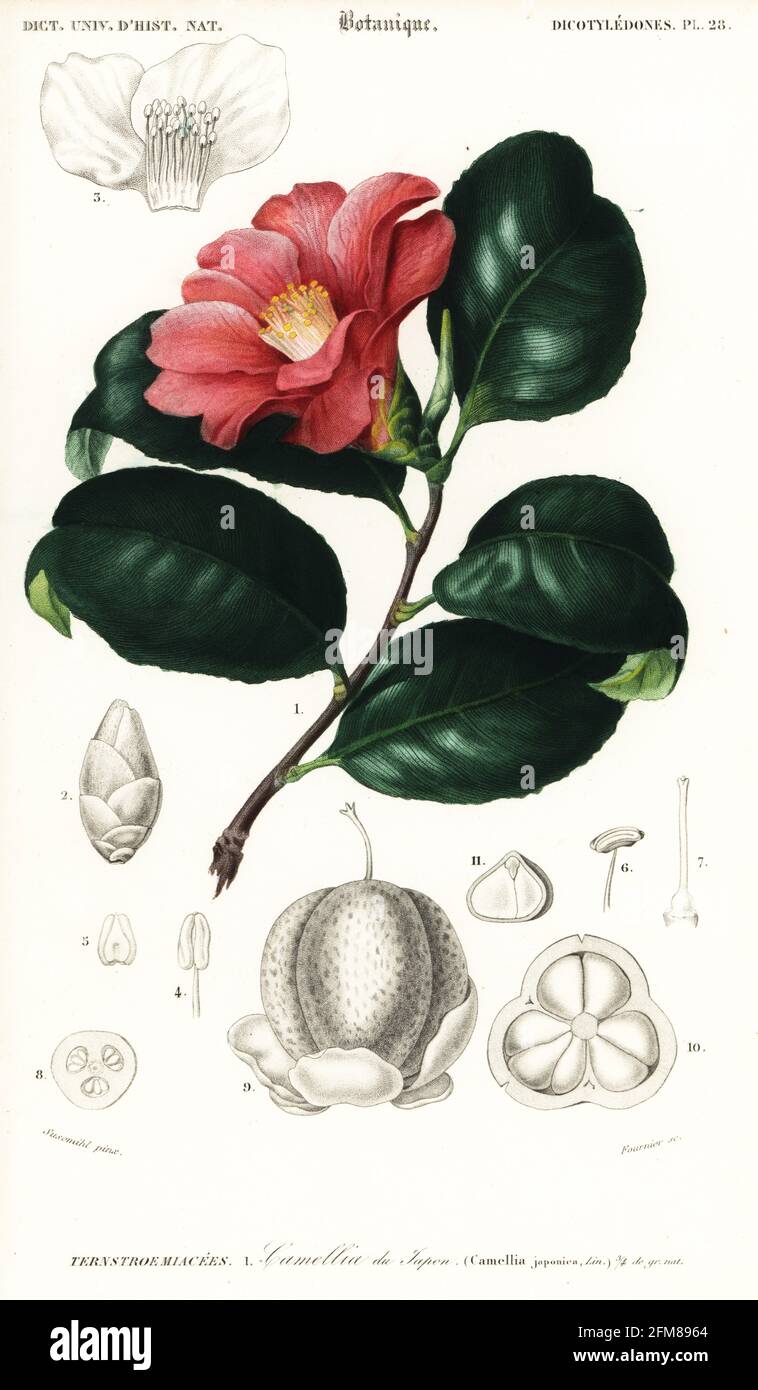 Japanese camellia or tsubaki, Camellia japonica. Camellia du Japon. Handcoloured steel engraving by Felicie Fournier after an illustration by Conrad Johann Theodor Susemihl from Charles d'Orbigny's Dictionnaire Universel d'Histoire Naturelle (Universal Dictionary of Natural History), Paris, 1849. Stock Photo