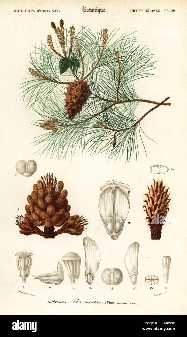 Maritime pine or cluster pine, Pinus pinaster. Pinus maritima. Pin maritime. Handcoloured steel engraving by Felicie Fournier after an illustration by Louis Joseph Edouard Maubert from Charles d'Orbigny's Dictionnaire Universel d'Histoire Naturelle (Universal Dictionary of Natural History), Paris, 1849. Stock Photo