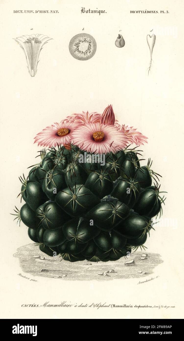 Beehive cactus, Coryphantha elephantidens (Mammillaria elephantideus). Mammillaire a dents d'elephant. Handcoloured steel engraving by Felicie Fournier after an illustration by Louis Joseph Edouard Maubert from Charles d'Orbigny's Dictionnaire Universel d'Histoire Naturelle (Universal Dictionary of Natural History), Paris, 1849. Stock Photo