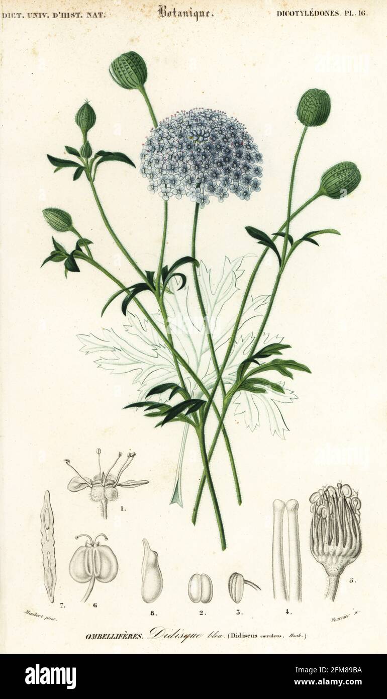 Blue lace flower or Rottnest Island daisy, Trachymene coerulea. Didiscus coerulens. Didisque bleu. Handcoloured steel engraving by Felicie Fournier after an illustration by Louis Joseph Edouard Maubert from Charles d'Orbigny's Dictionnaire Universel d'Histoire Naturelle (Universal Dictionary of Natural History), Paris, 1849. Stock Photo
