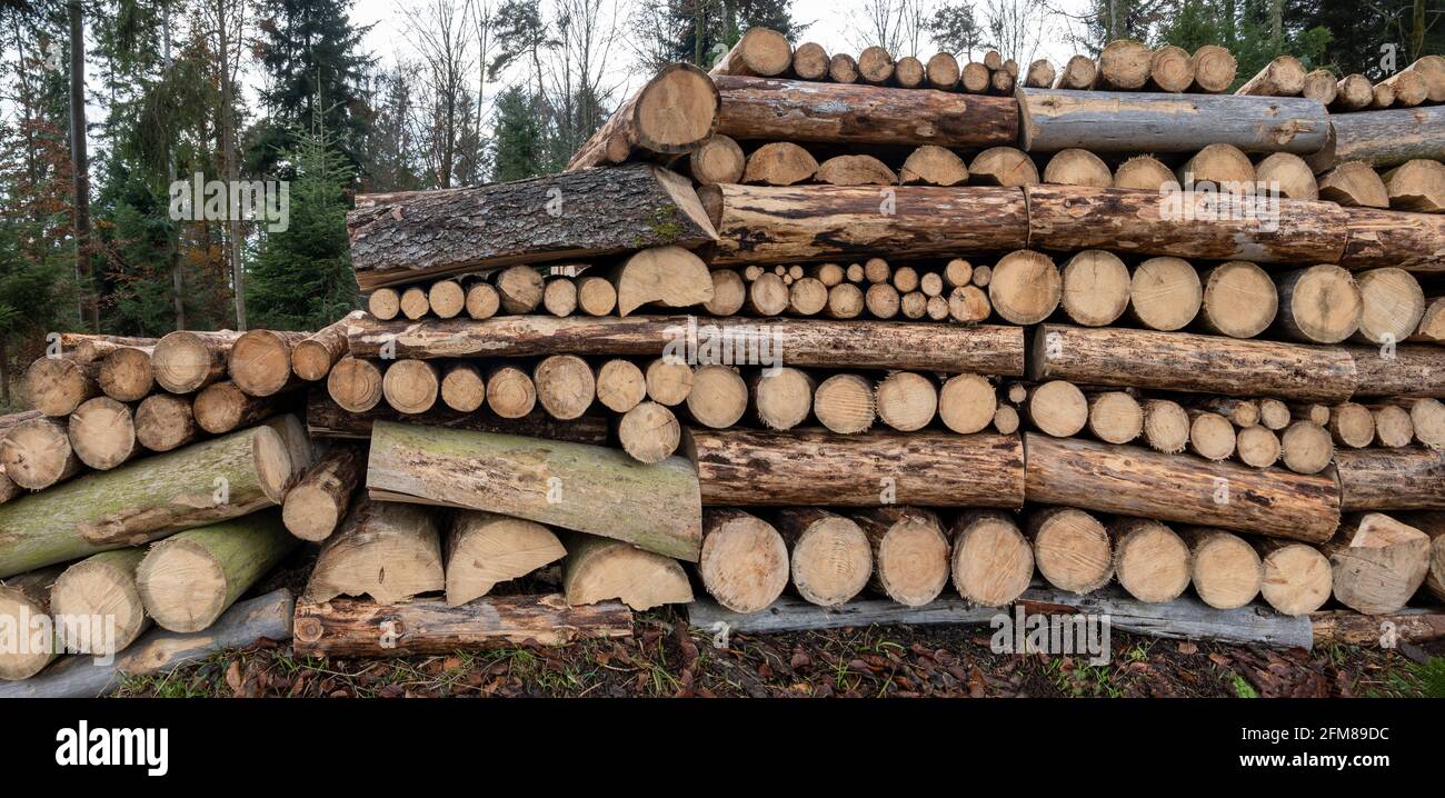 Storage of stacked tree trunks in the forest Stock Photo