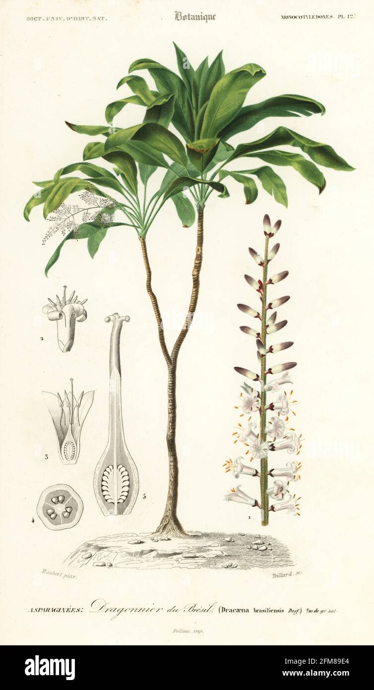 Palm lily, Cordyline fruticosa. Dracaena brasiliensis, Dragonnier de Bresil. Handcoloured steel engraving by A.P. Teillard after an illustration by Louis Joseph Edouard Maubert from Charles d'Orbigny's Dictionnaire Universel d'Histoire Naturelle (Universal Dictionary of Natural History), Paris, 1849. Stock Photo