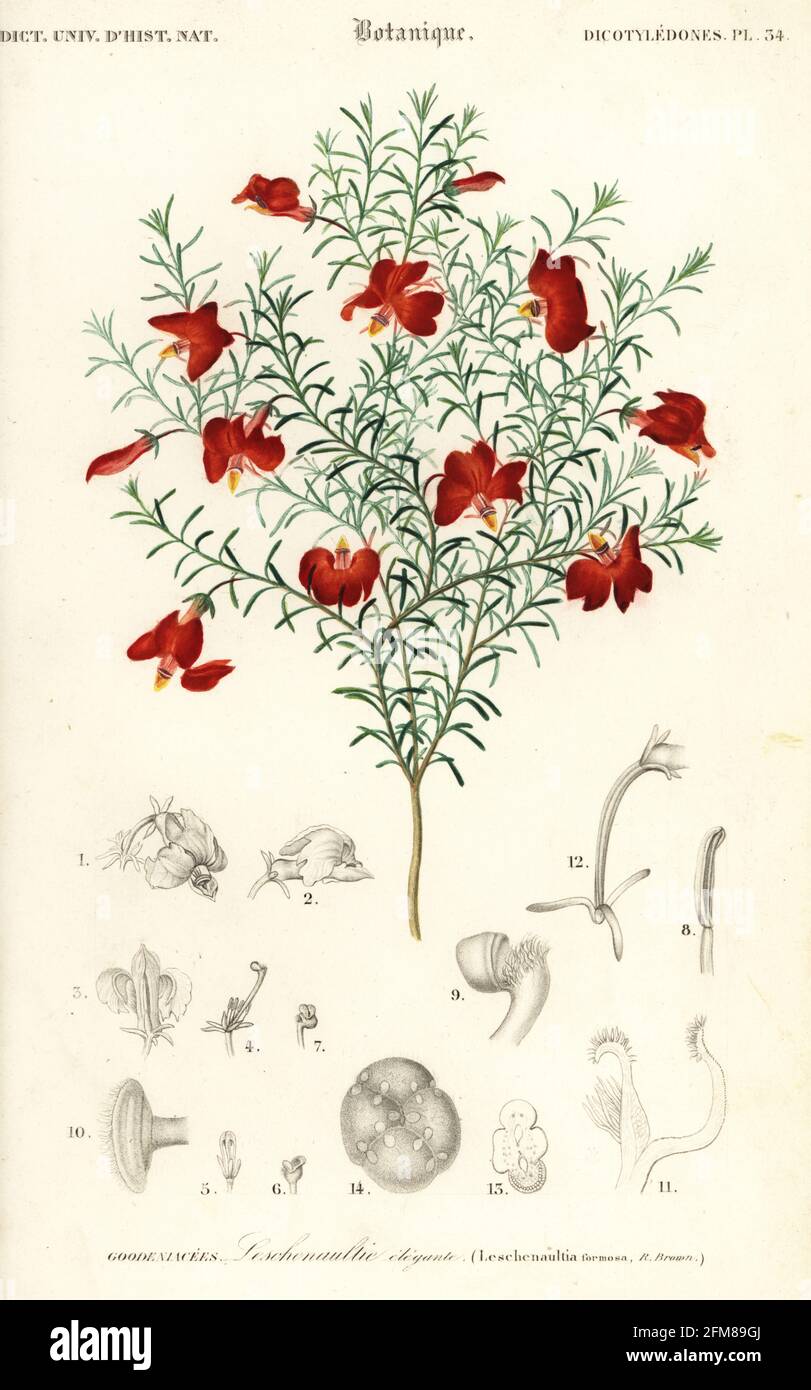 Red leschenaultia, Leschenaultia formosa, Western Australia. Leschenaulti elegante. Handcoloured steel engraving from Charles d'Orbigny's Dictionnaire Universel d'Histoire Naturelle (Universal Dictionary of Natural History), Paris, 1849. Stock Photo