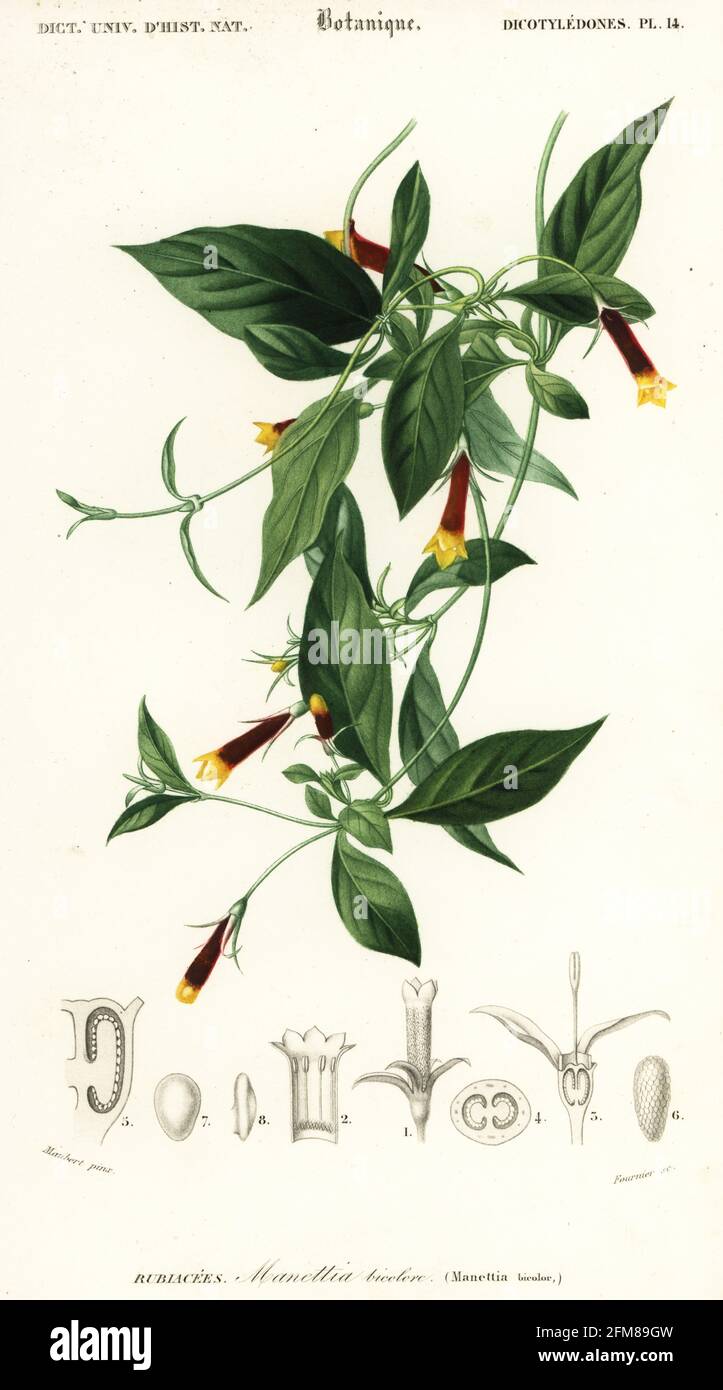 Manettia luteorubra. West Indies, Mexico, Americas. Manettia bicolor, Manettia bicolore. Handcoloured steel engraving by Felicie Fournier after an illustration by Louis Joseph Edouard Maubert from Charles d'Orbigny's Dictionnaire Universel d'Histoire Naturelle (Universal Dictionary of Natural History), Paris, 1849. Stock Photo