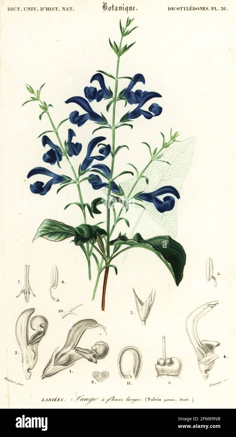 Gentian sage or spreading sage, Salvia patens. Sauge a fleurs larges. Handcoloured steel engraving by Felicie Fournier after an illustration by Louis Joseph Edouard Maubert from Charles d'Orbigny's Dictionnaire Universel d'Histoire Naturelle (Universal Dictionary of Natural History), Paris, 1849. Stock Photo