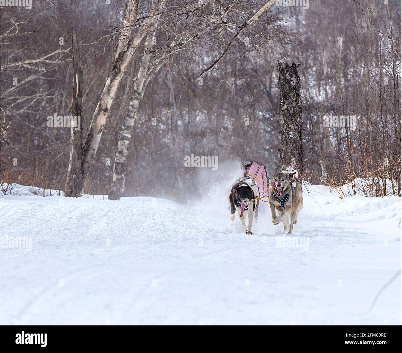 the dogs in harness pulling a sleigh competitions in winter Stock Photo ...