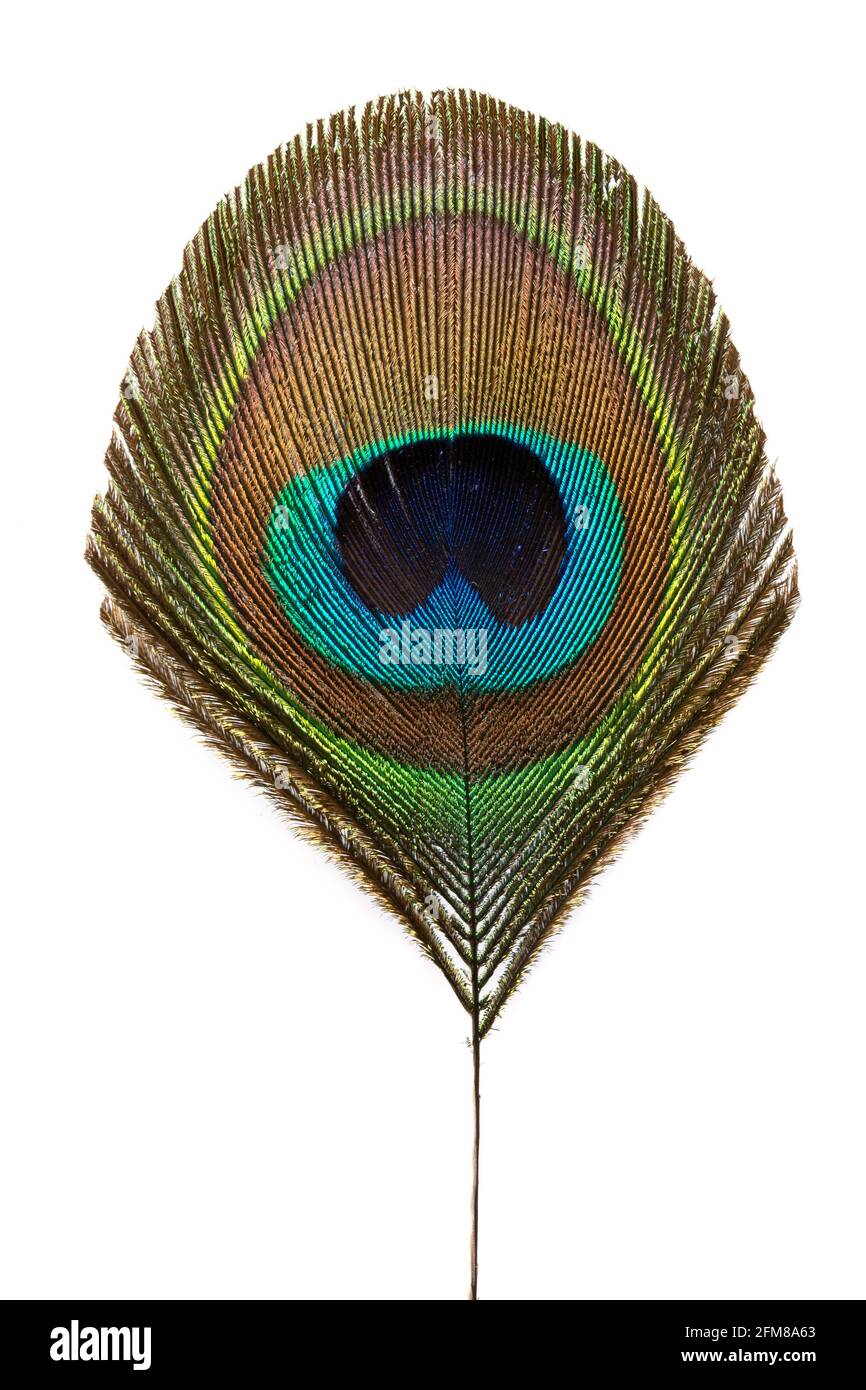 Peacock feather isolated on white background Stock Photo