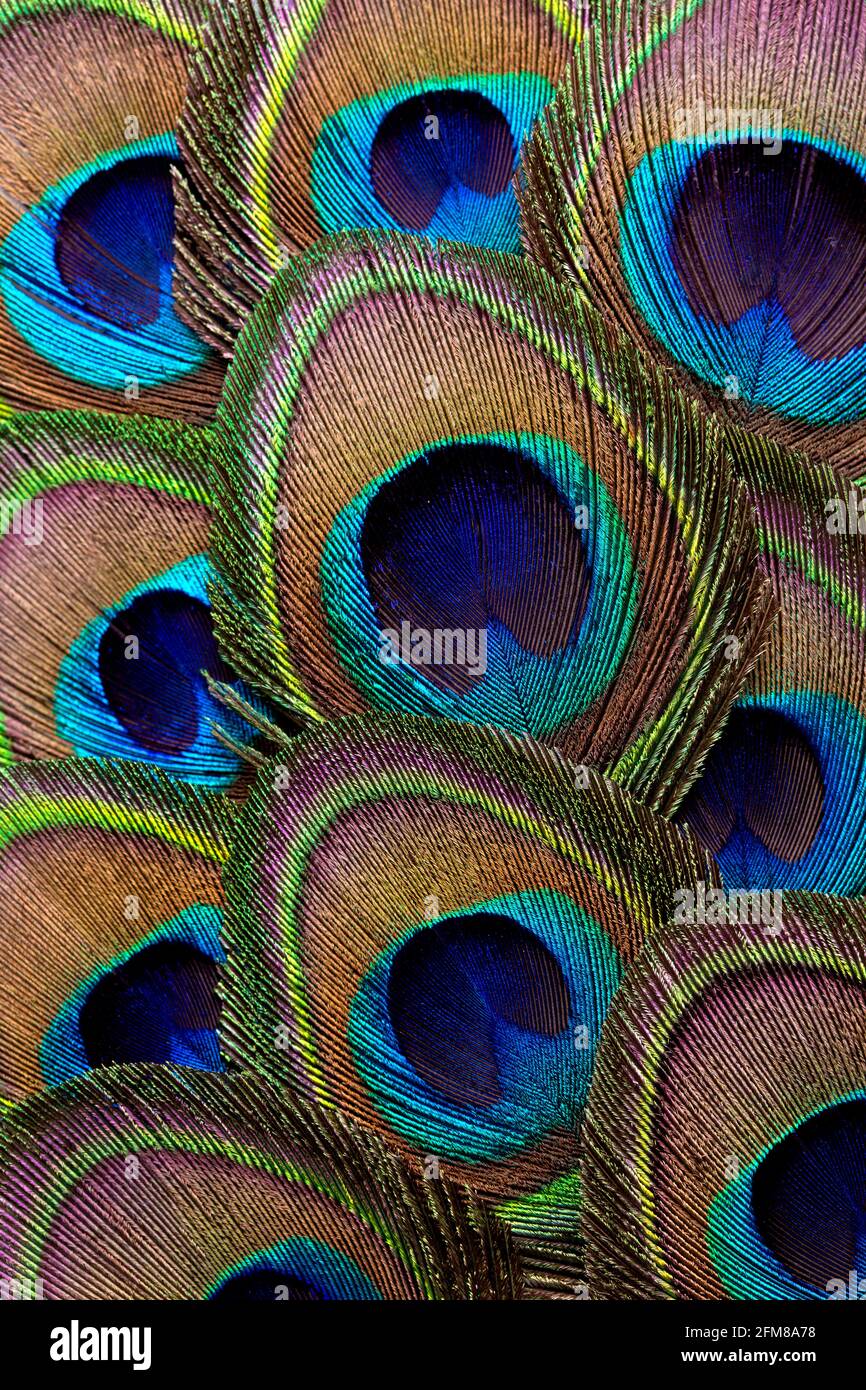 Abstract background with peacock feathers. Close up Stock Photo - Alamy