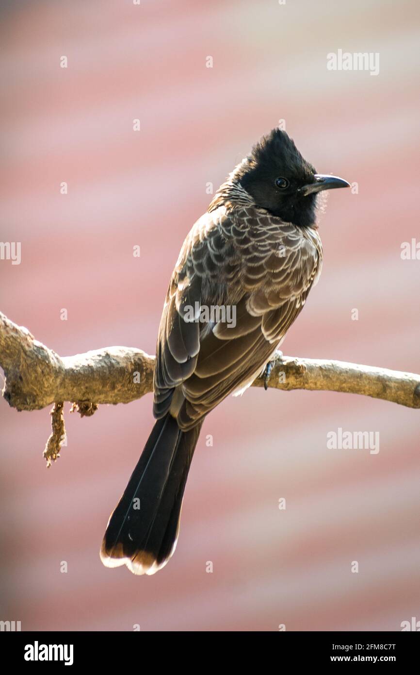 A Red-vented Bulbul sitting on a branch on a tree in Mumbai, India ...