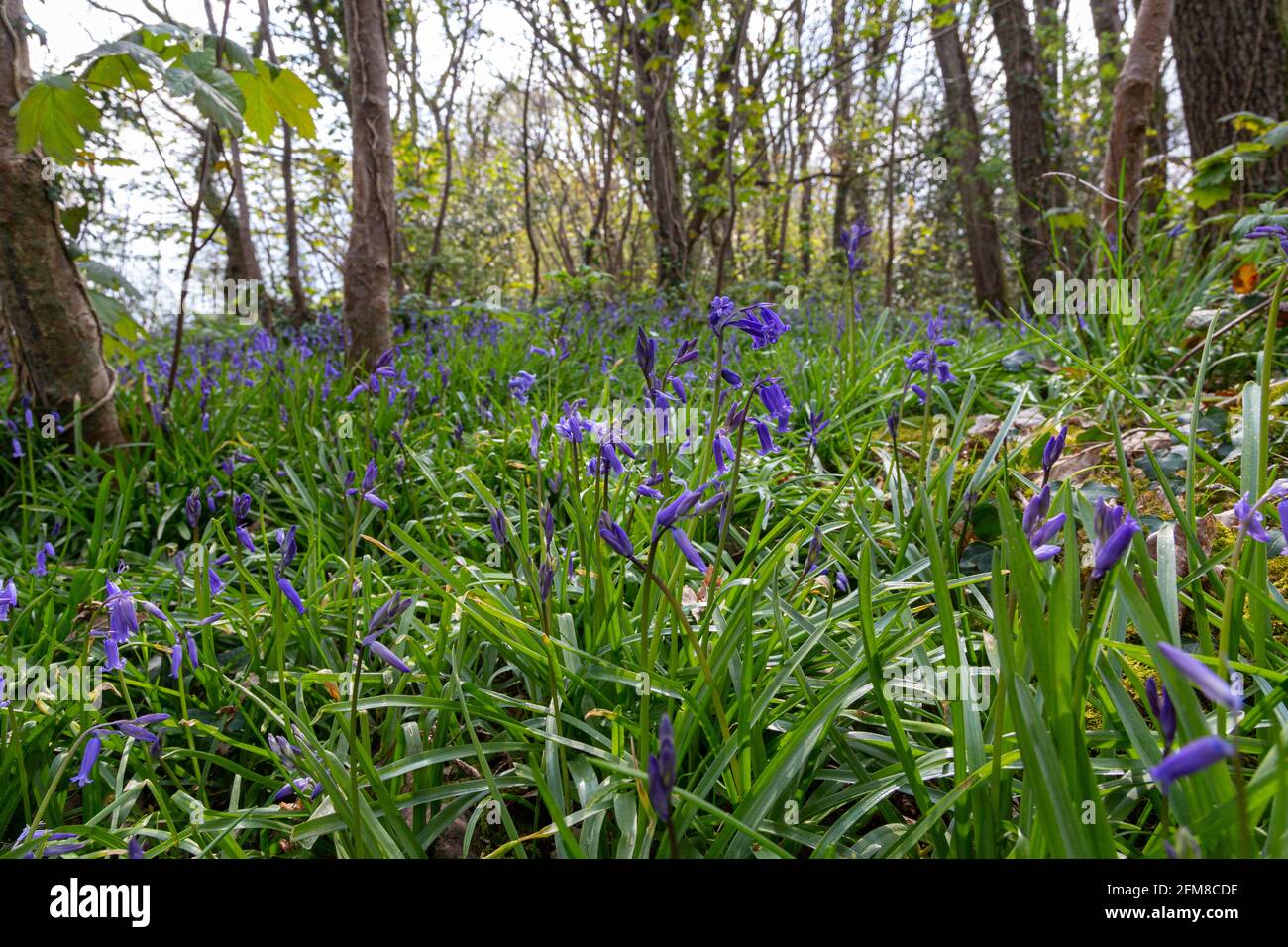 Woodland floor detail hi-res stock photography and images - Alamy