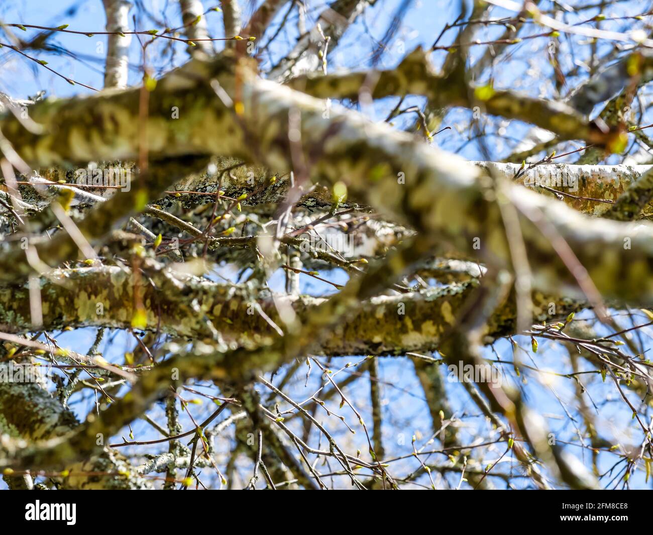 Tree branches under blue sky Stock Photo - Alamy