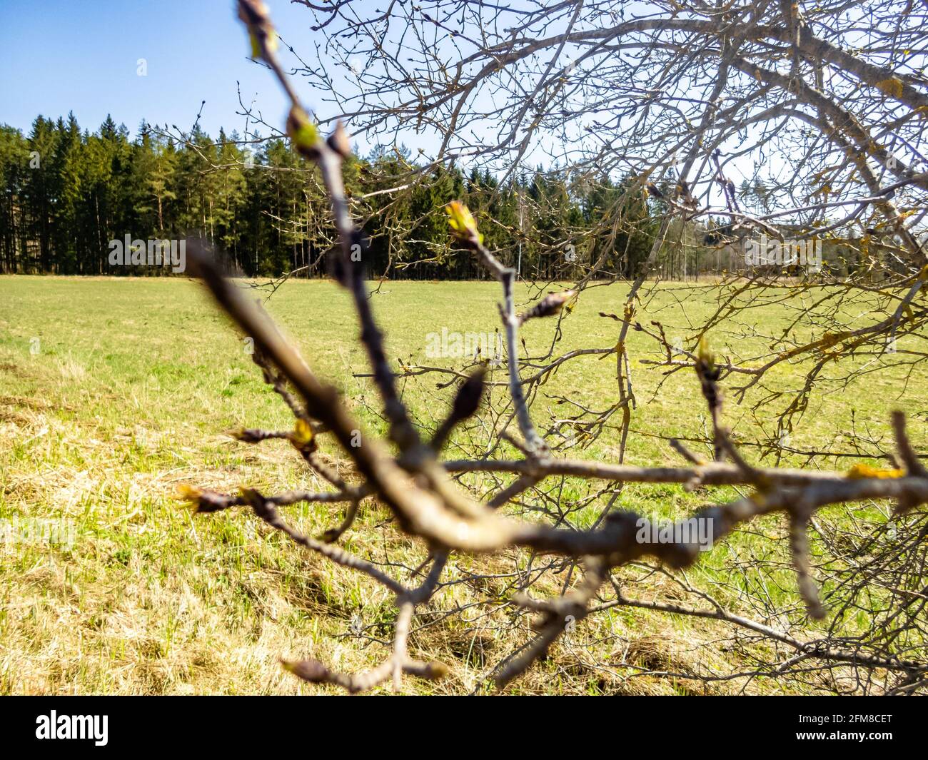 Tree branches under blue sky Stock Photo - Alamy