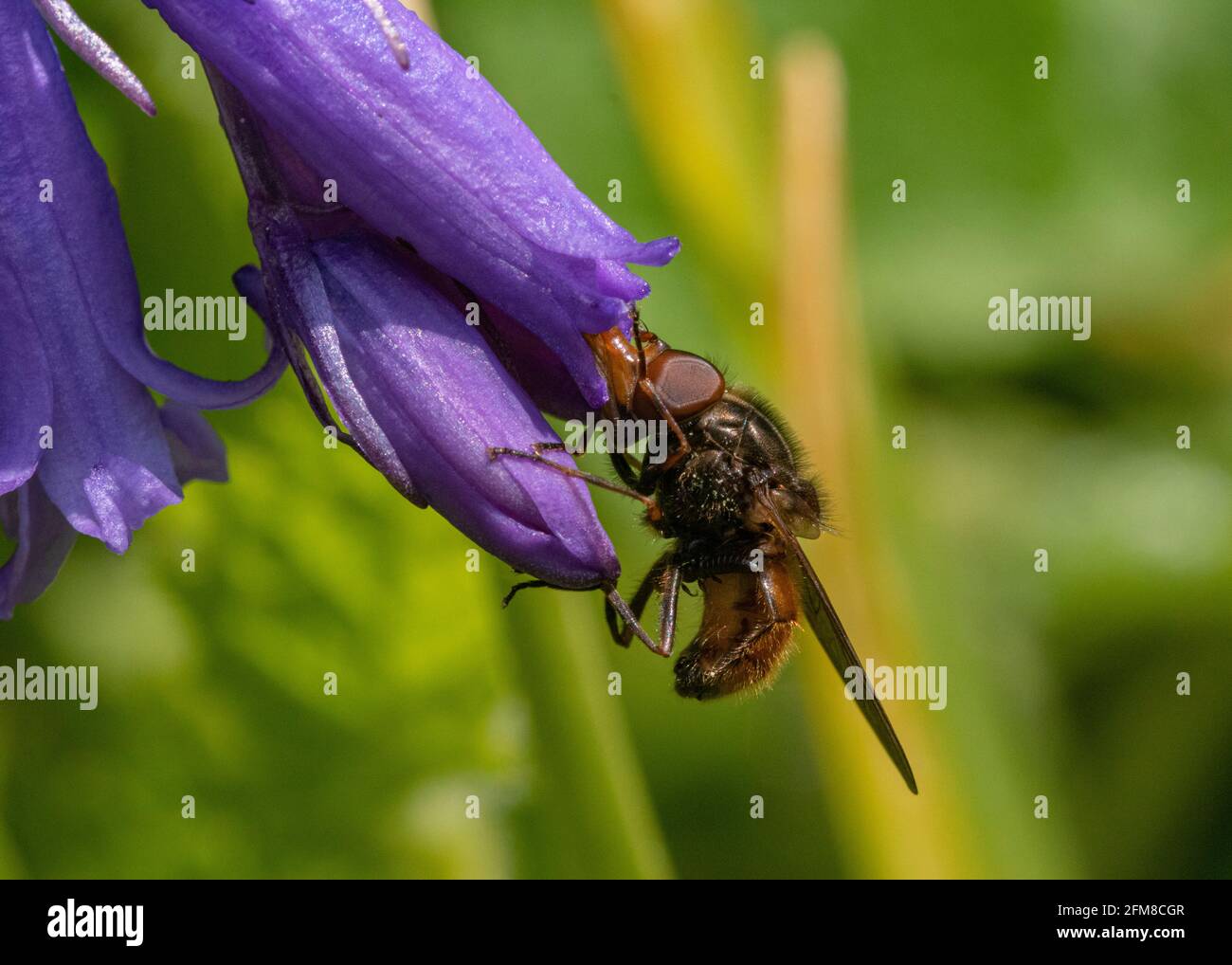 Close up Detail of a Snouted Hoverfly (Genus Rhingia) Using its Long ‘Snout’ to feed from a Single Bluebell Flower Head (Hyacinthoides non-scripta). Stock Photo