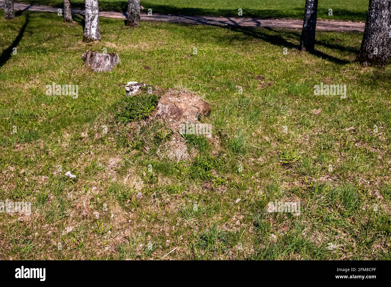 Autumn stumps hi-res stock photography and images - Alamy