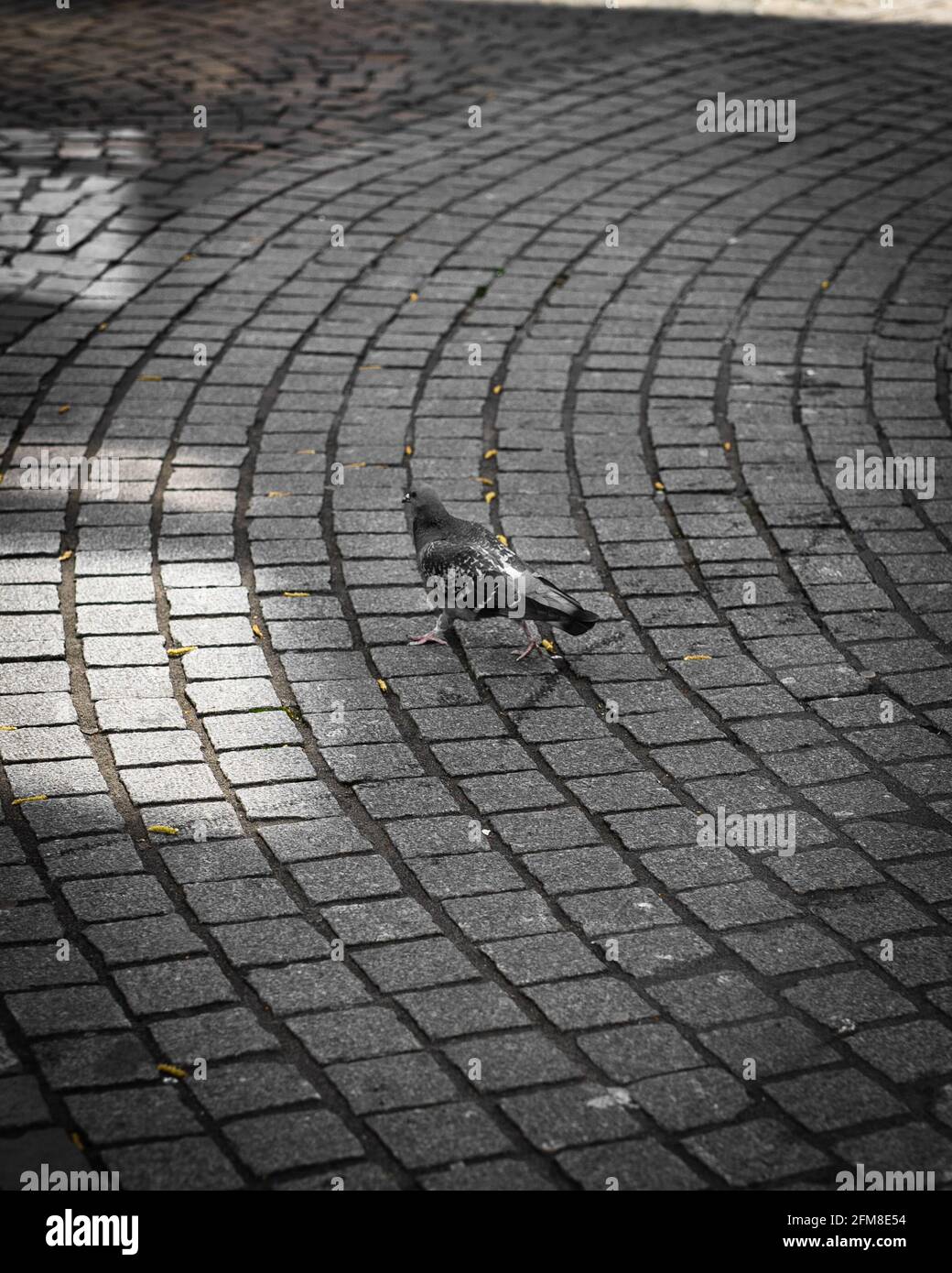 Vertical shot of a pigeon walking on a curved cobblestone path at a park in grayscale Stock Photo