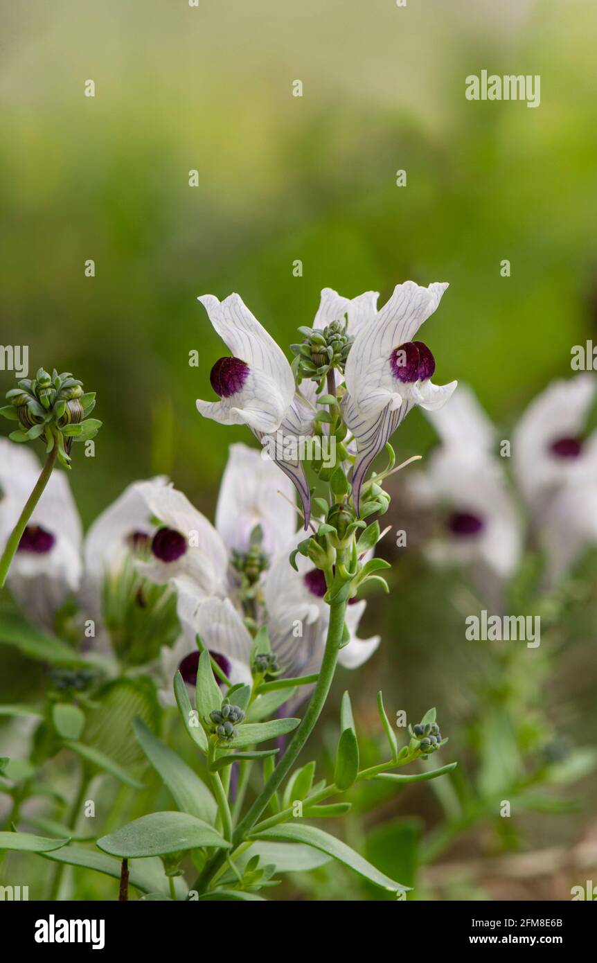 Linaria verticillata Boiss. subsp. anticaria, endemic Toadflax, from Southern Spain. Stock Photo
