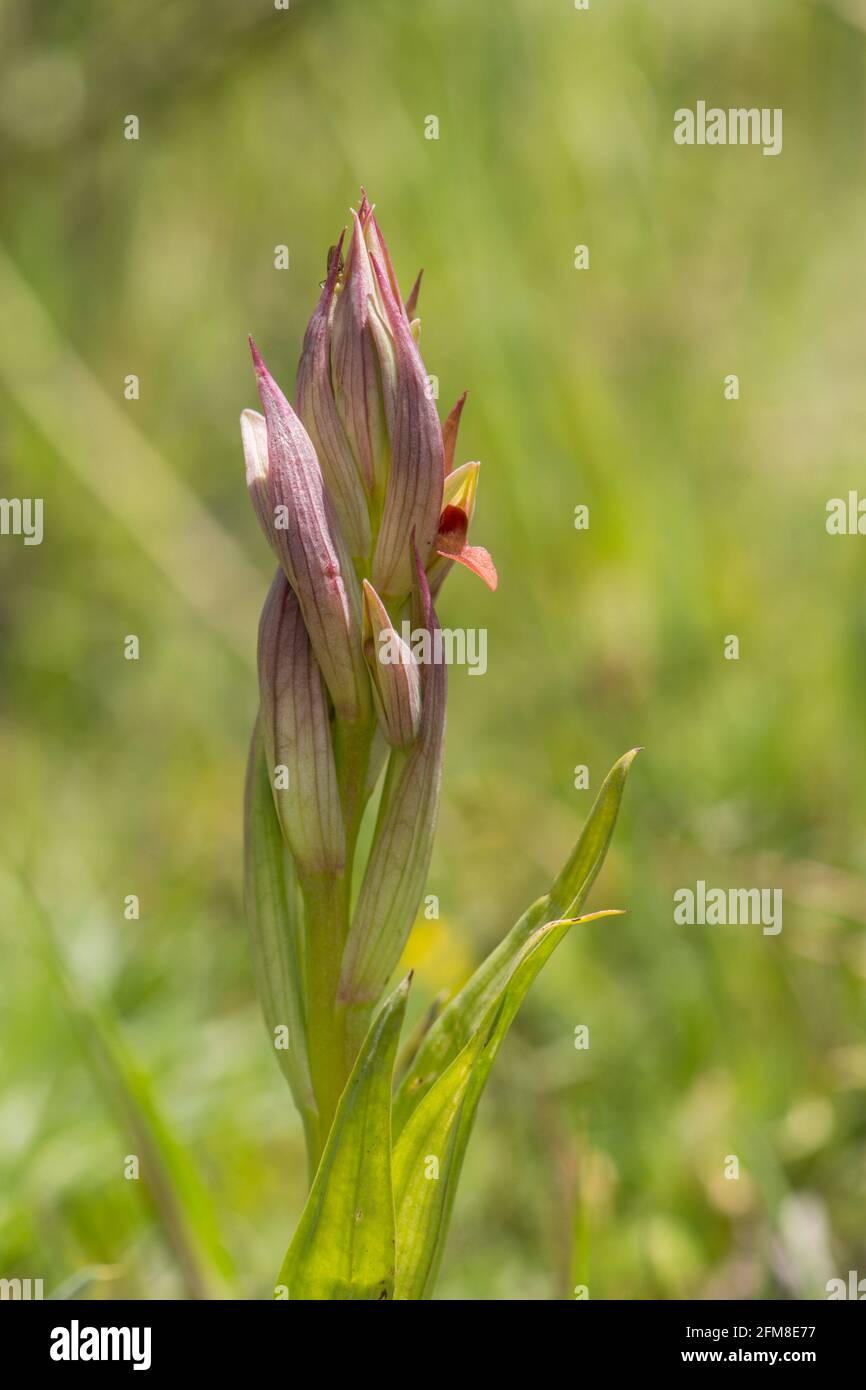 Small-flowered Tongue Orchid, Serapias parviflora orchid, Andalusia, Southern Spain Stock Photo