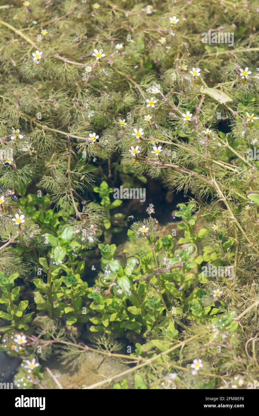 Cabomba caroliniana,fanwort,green cabomba,aquatic plant in natural pond in Spain. Stock Photo