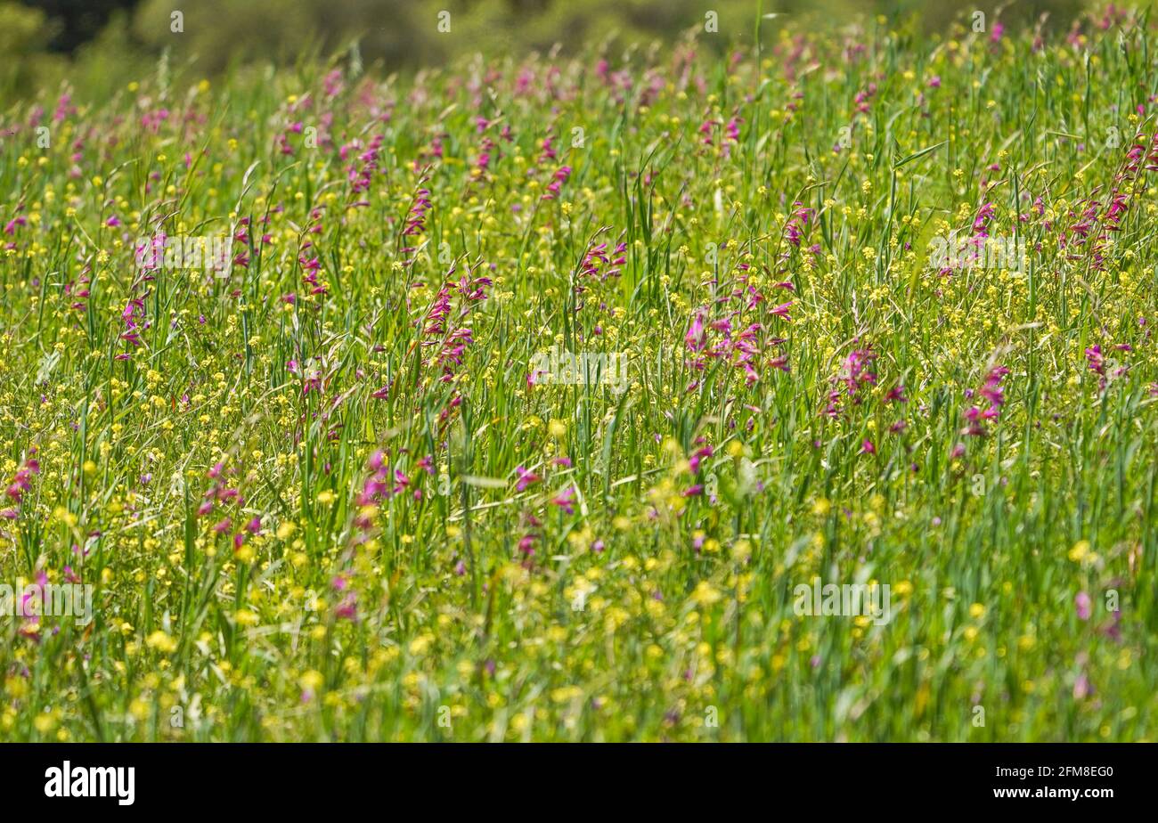 Field Gladiolus,(Gladiolus italicus) growing in a field, meadow, of rapeseed, Andalusia, Southern Spain. Stock Photo