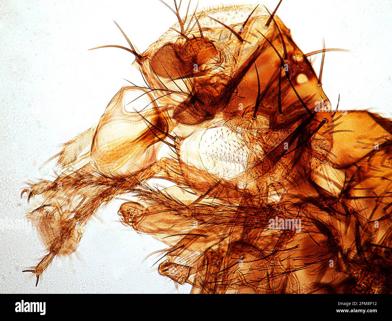 Head of drosophila fly. Drosophila melanogaster. Stock Photo