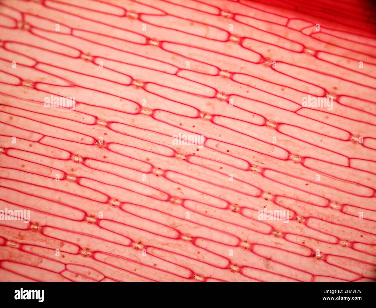 Lily epidermis with stomata Stock Photo Alamy