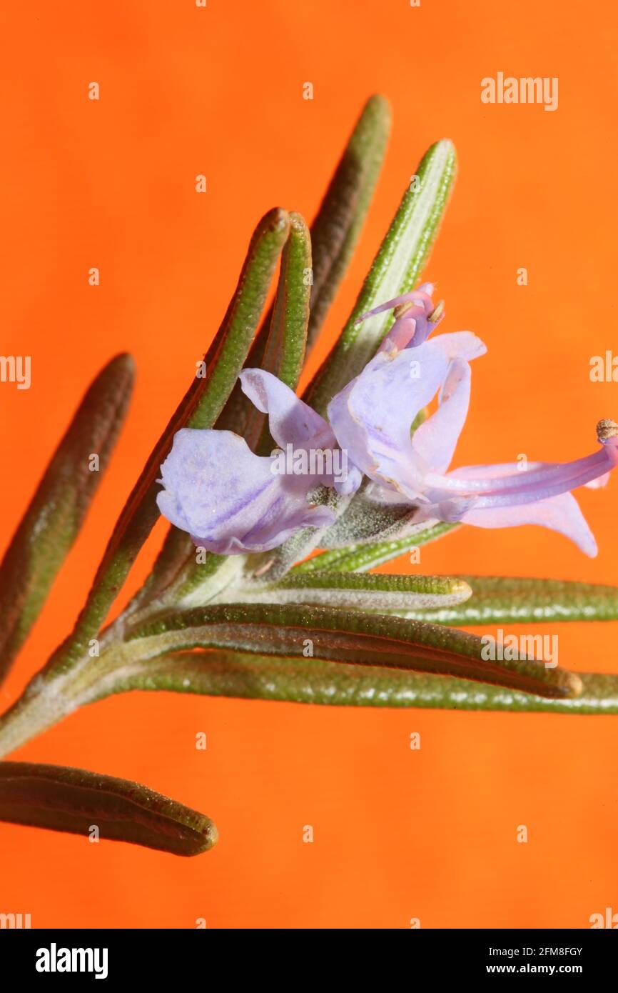 Rosemary flower blossom macro in orange background Rosmarinus