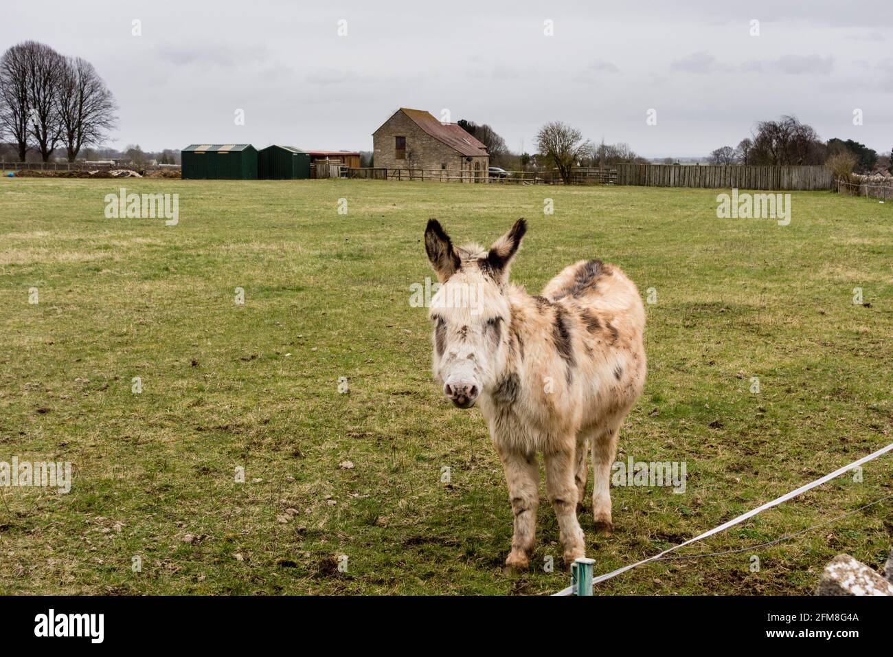 Donkey in smallholding , Minchinhampton Common, Gloucestershire Stock Photo