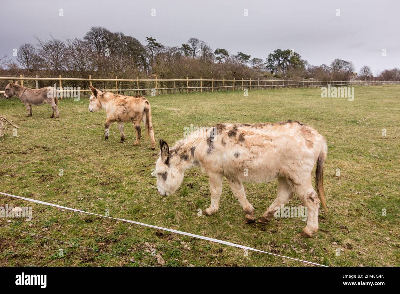 Donkey in smallholding , Minchinhampton Common, Gloucestershire Stock Photo