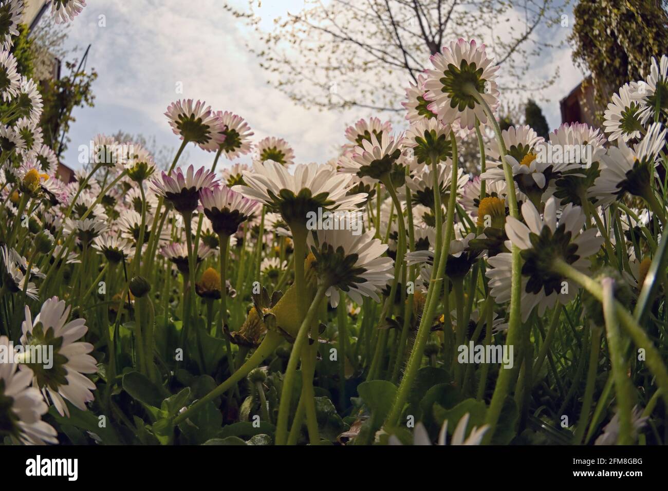 Closeup Annual Daisies (Bellis Annua) In A Meadow Stock Photo