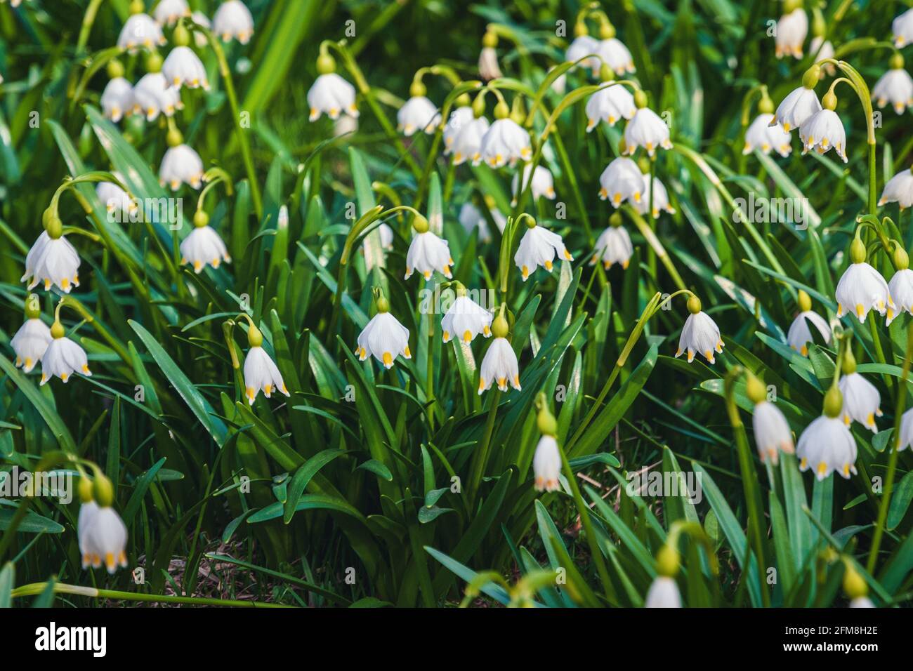 Spring Snowflake Flowers In The Forest Leucojum Vernum Great Snowdrop Stock Photo Alamy