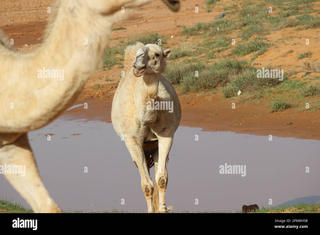 Camel water drink hi-res stock photography and images - Page 2 - Alamy