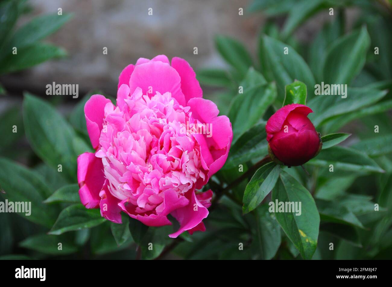 Pink bloom of peony flower close up in the garden Stock Photo - Alamy